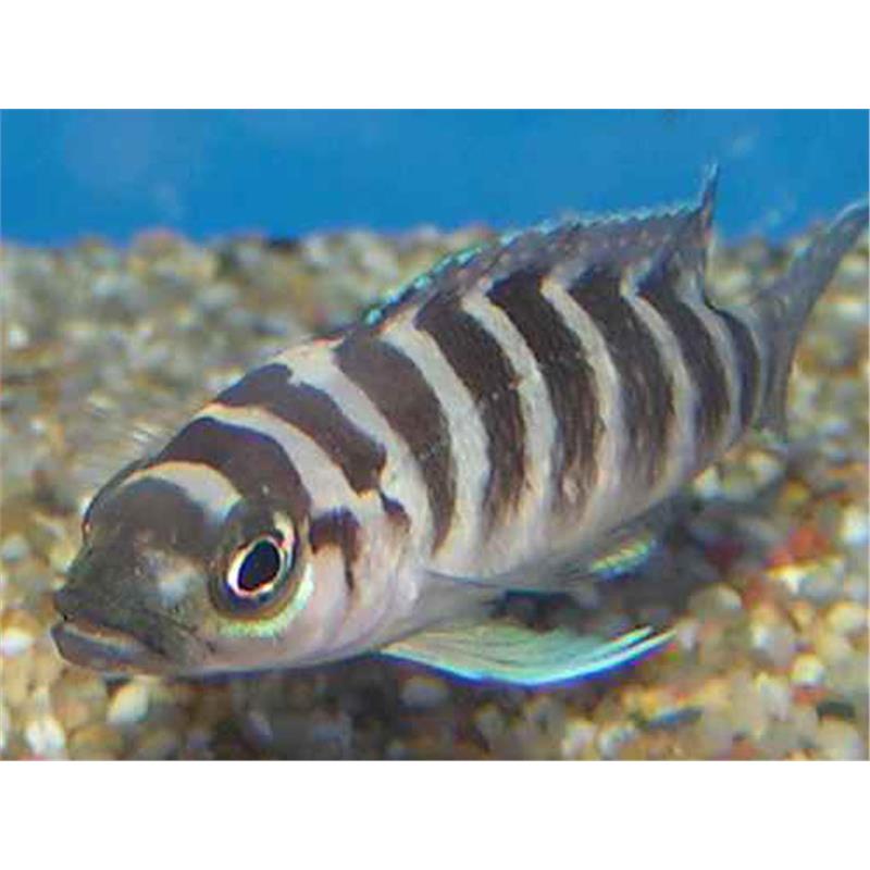 Lamprologus cylindricus - imagine 5